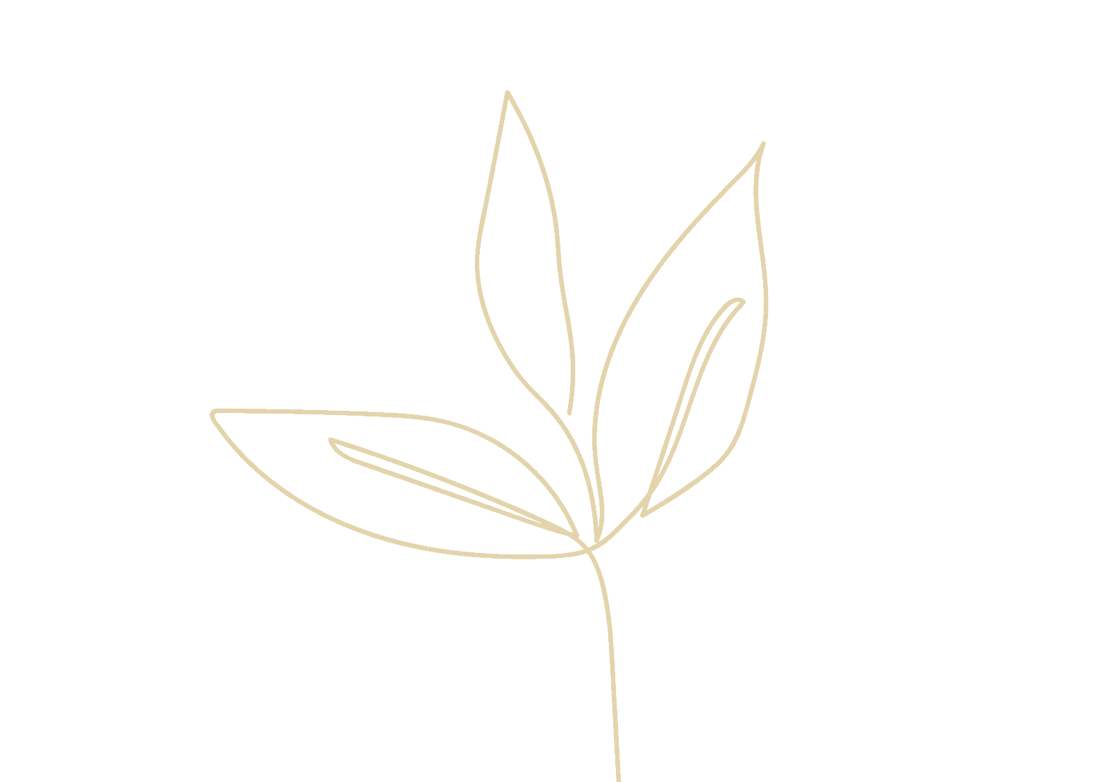 3 Leaves Web V5 3 Leaves Web V5