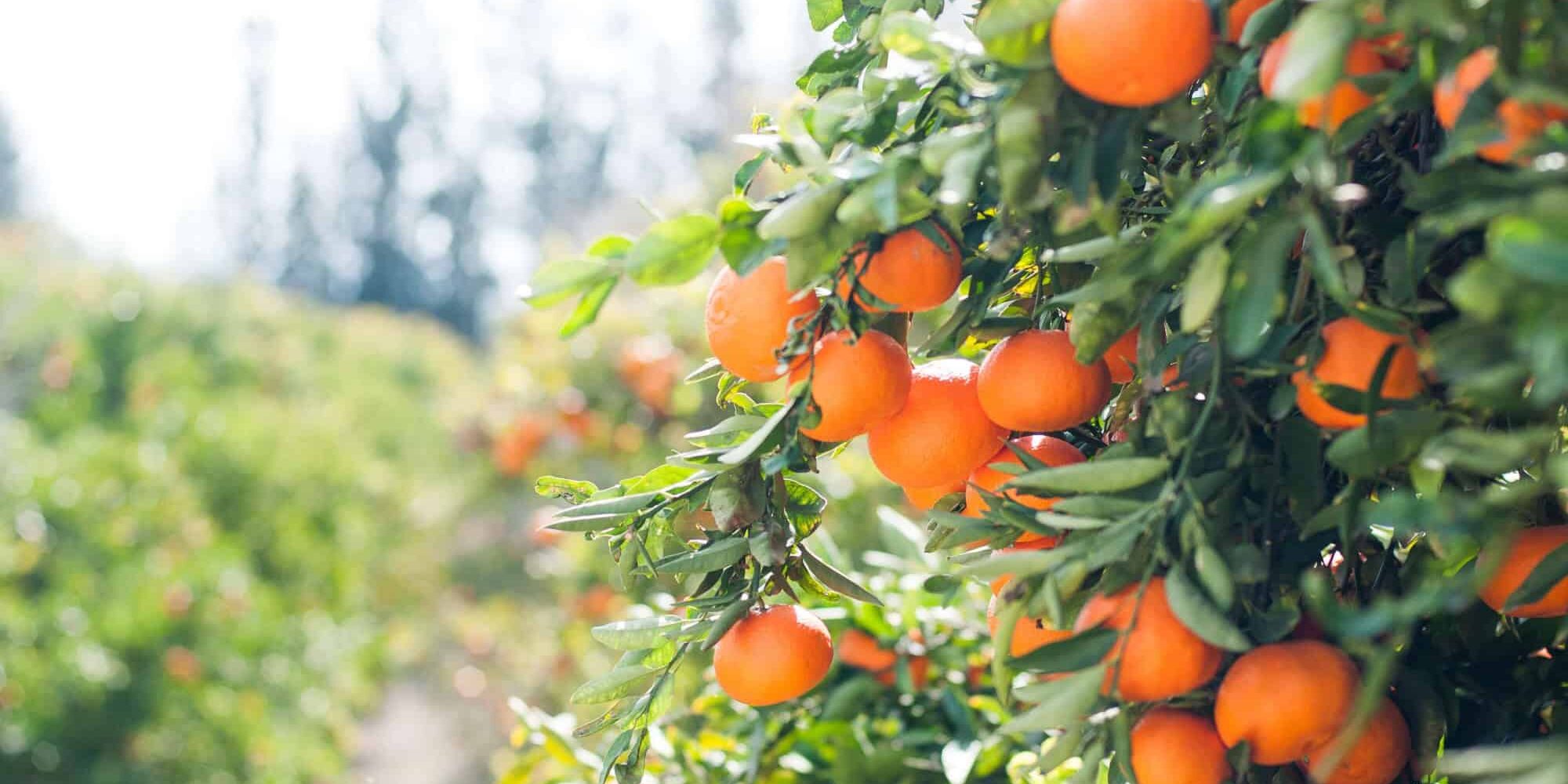 Orangetree