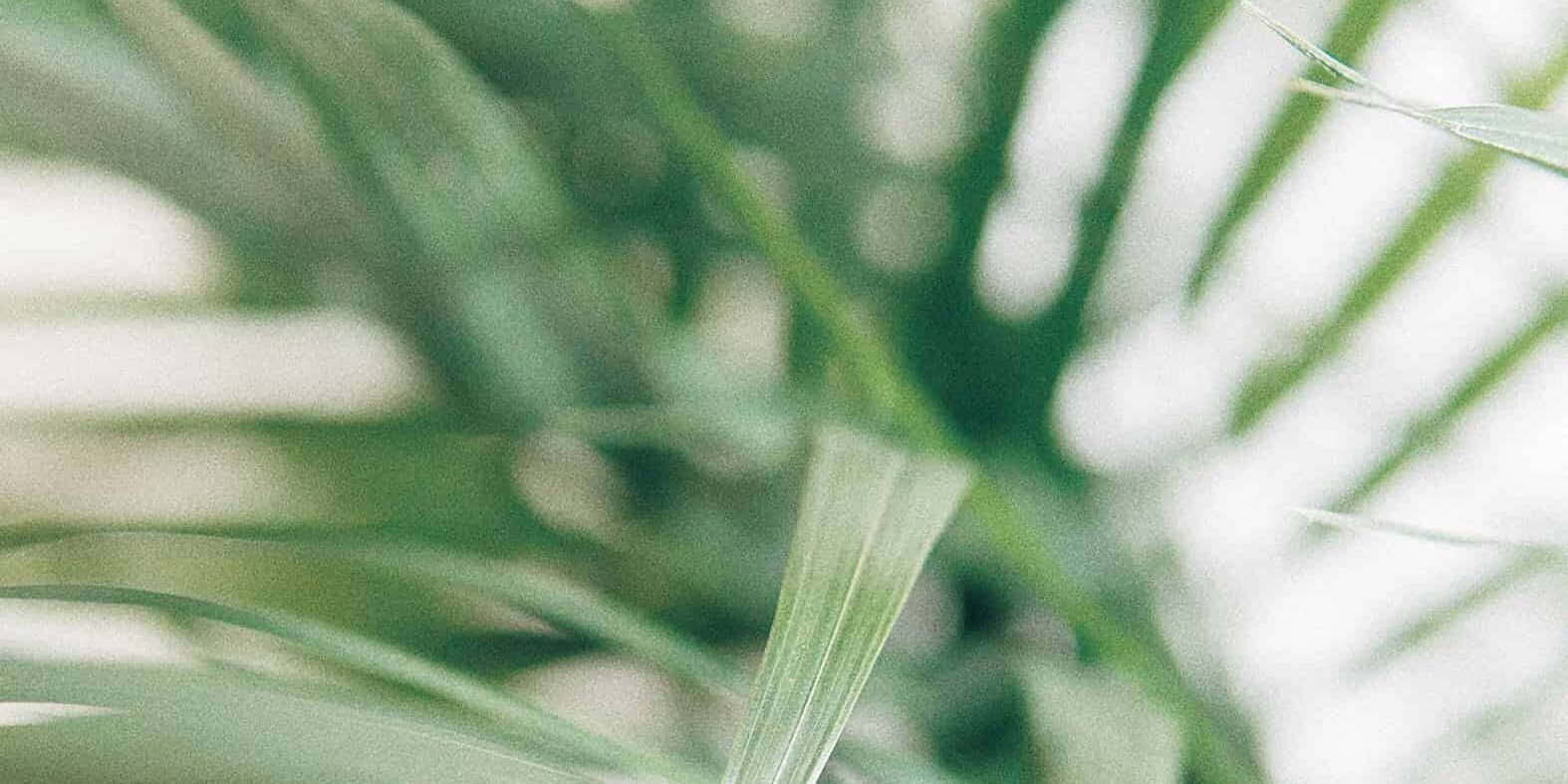 Palourpalm