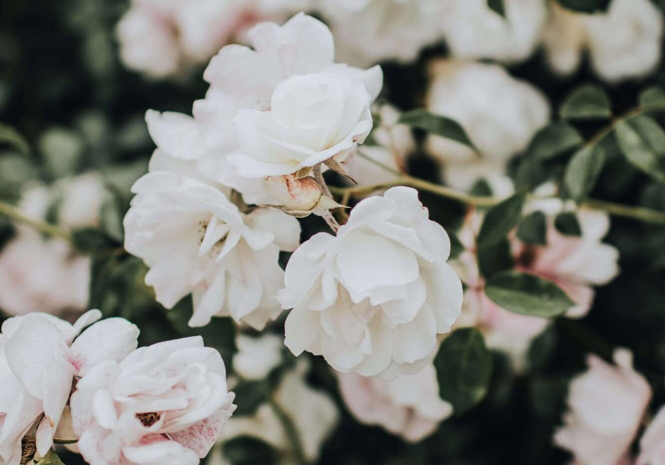 Whiteroses V2 Whiteroses V2